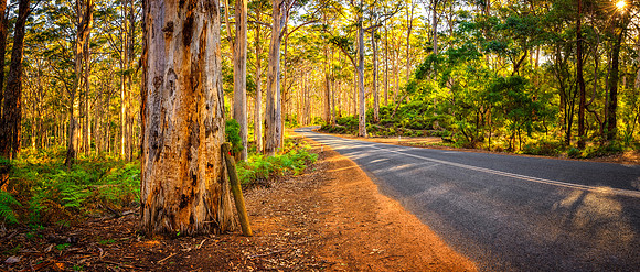 Boranup Forest, Western Australia