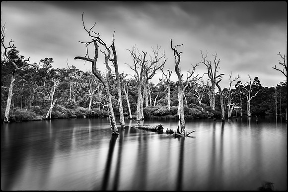 Silent Sentires - Dead trees on the Margaret River Weir