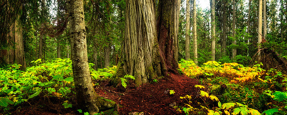 Cedar Forest near Kinney Lake, BC, Canada