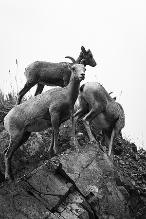Rocky Mountain Goats