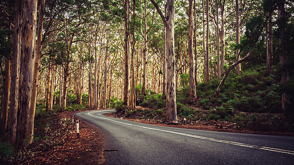 Boranup Forest