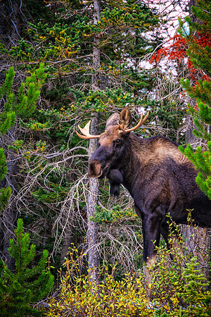 Canadian Moose