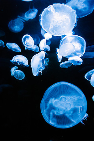 Jell-O-Fish