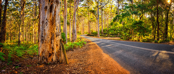 Boranup Forest Panorama