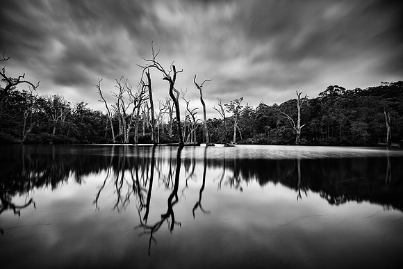 Dead trees on the Margaret River Weir