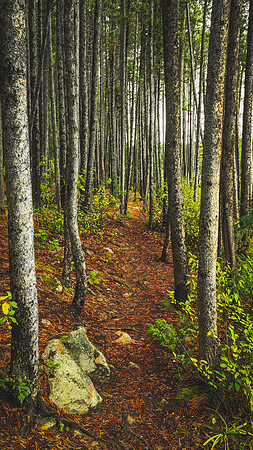 Trees at Herbert Lake, Alberta, Canada