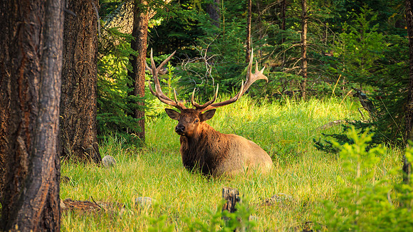 Elk Outside Jasper, Canada