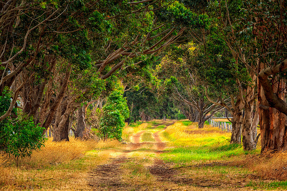 Field road near Margaret River