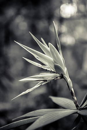 The Flower