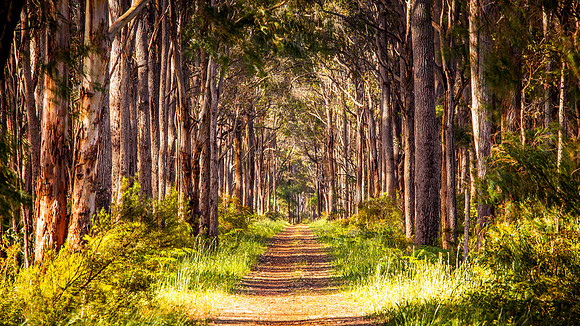 Rails To Trails - Margaret River to Cowaramup