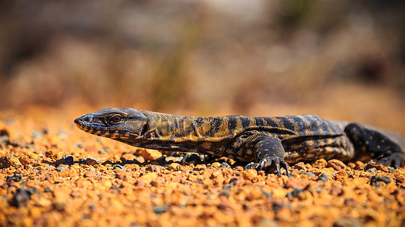 Goanna