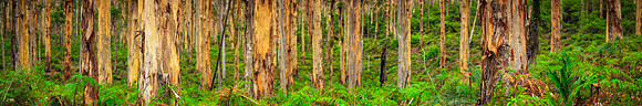 Boranup Pano UHD