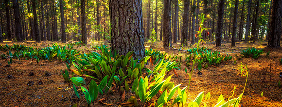 Pine Plantation