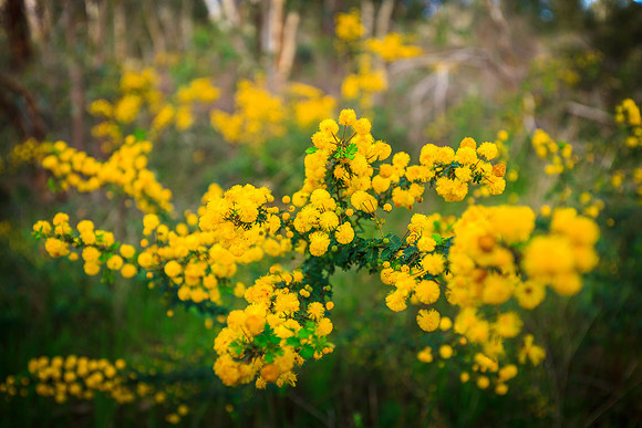 Wattle