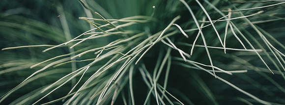 Xanthorrhoea Leaves