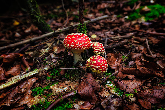 Poisonous Beauty