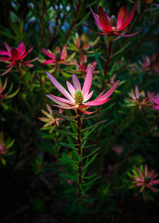 Pink Beauty