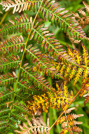 Fern Foliage