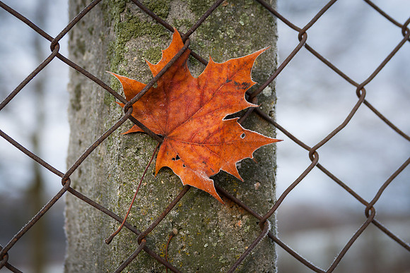 Frozen Leaf