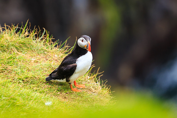 Puffins At Múlafossur Waterfall